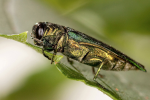 emerald_ash_borer2