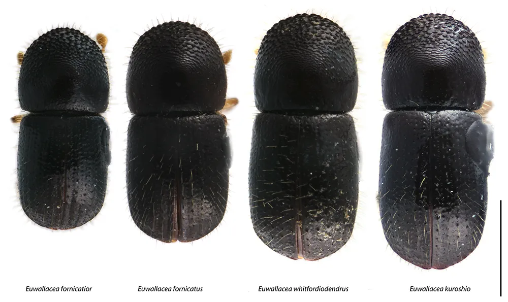 four-species-of-Euwallacea