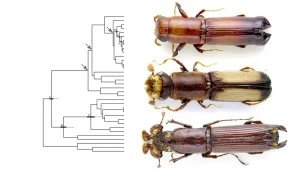 Platypodinae ambrosia beetle systematics PhD degree